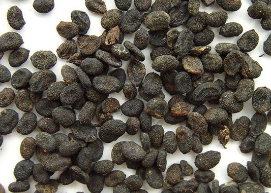 白癜风用药期间可以要孩子吗